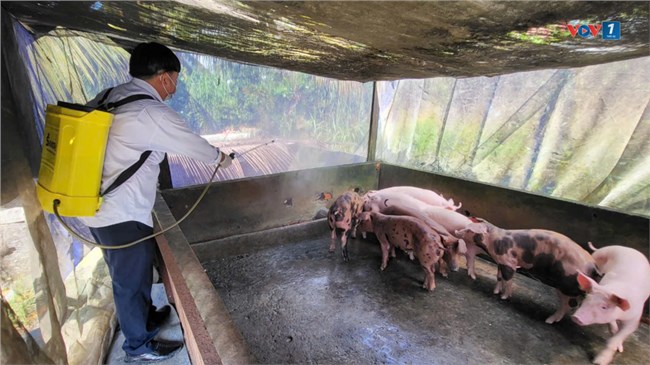 Hậu Giang: Tăng cường các biện pháp phòng, chống không để dịch bệnh dịch tả lợn châu Phi lây lan (22/08/2024)